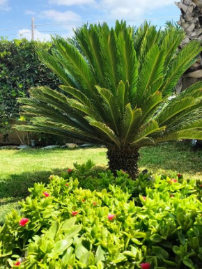 Rosanthea perla marina